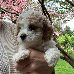 Ruffles- Black Boy - male Cavapoochon puppy in Clementon, New Jersey from PitterPatterPuppiesNJ
