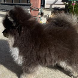 Pomeranians from Yolanda's Poms