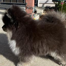 Pomeranians from Yolanda's Poms