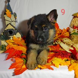 German Shepherd Puppies from Kindheitstraum Kennels