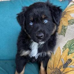 Elvis - Black tri-color male Australian Shepherd puppy in Roff, Oklahoma from Circle J Aussies