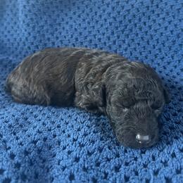 Pumbaa - Brown male Poodle puppy in Mayville, Michigan from Kathy Maize