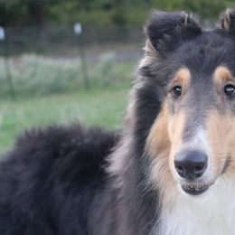 Collies from Cozbek Collies