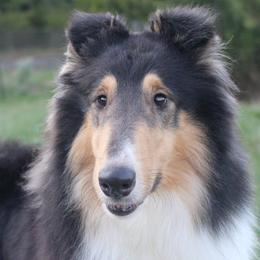 Collies from Cozbek Collies