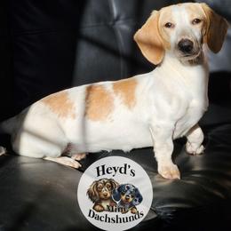Penny - Dachshund