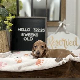 Kenickie - Fawn (isabella) and cream male Dachshund puppy in Goodyear, Arizona from AZ Low Life Doxies