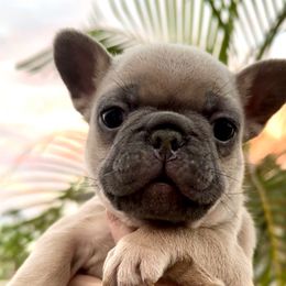 Blue Fawn Girl (Juice box and Babe Ruth) - Blue fawn female French Bulldog puppy in Gulf Breeze, Florida from SW Frenchies