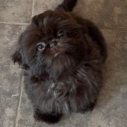 Ethel - Shih Tzu