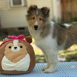 Shetland Sheepdog Puppies from Belknap Shelties
