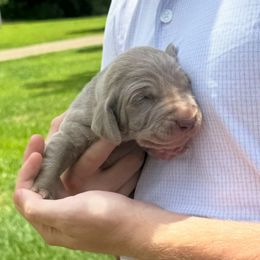 Lila - Silver gray female Weimaraner puppy in Magee, Mississippi from Southern Magnolia Weimaraners