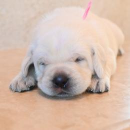 FEMALE 1 - Yellow female Labrador Retriever puppy in Pasco, Washington from ROCK CREEK LABRADORS