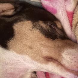 Dachshunds from RJB Family Pups