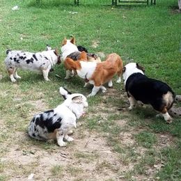 American Corgi and Pembroke Welsh Corgi Puppies from 101 Corgis