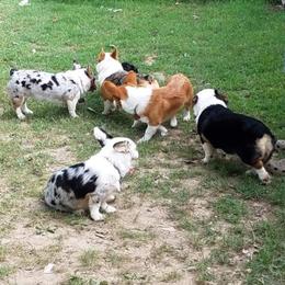 American Corgi and Pembroke Welsh Corgi Puppies from 101 Corgis