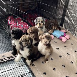 Aussiedoodle and Bernedoodle Puppies from North 40 Doodles