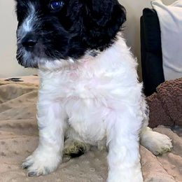 Cockapoo and Poodle Puppies from FurEver Young Kennels