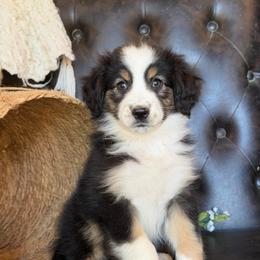 Sadie- Has Tail and Videos - Black tri-color female Australian Shepherd puppy in Troy, South Carolina from Lana Corley- Australian Shepherds of 3/W Farms