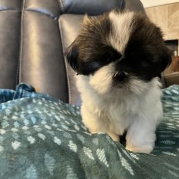 Shih Tzu Puppies from Wanda M Golden