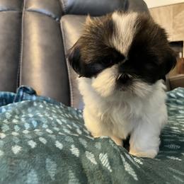 Shih Tzu Puppies from Wanda M Golden