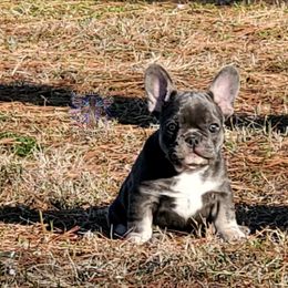 Boston Terrier and French Bulldog Puppies from Freedom Bostons