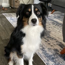 Louie - Miniature Australian Shepherd