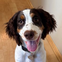 Layla - Liver white and tan female English Springer Spaniel puppy in Elk River, Minnesota from Currahee Fields Springers