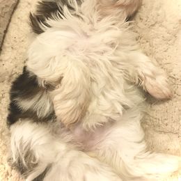 Shih Tzu Puppies from Willow Lane Shih Tzus