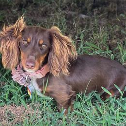 Rizzo - Dachshund