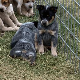 Australian Cattle Dog Puppies from Home Grown Heelers