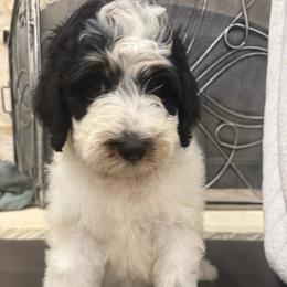 Millie - female Australian Mountain Doodle puppy in Snook, Texas from Snook Acres Doodles