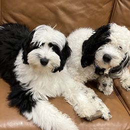 Sheepadoodles from Smiley's Sheepadoodles