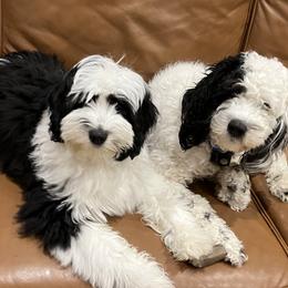 Sheepadoodles from Smiley's Sheepadoodles