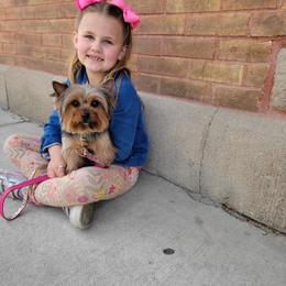 Jasmine - Yorkshire Terrier