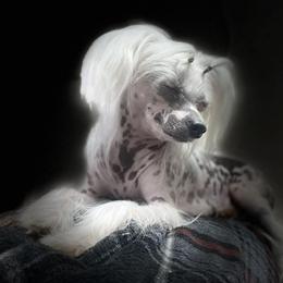 Chinese Crested puppies from Wolf Creek Cresteds