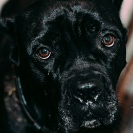 Bia - Cane Corso