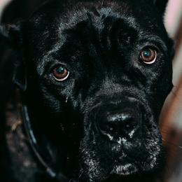 Bia - Cane Corso