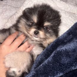 Blk n tan - Black and tan male Pomeranian puppy in Fayetteville, North Carolina from Tar-heel Poms
