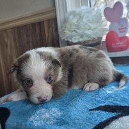 Luna - Red merle female Border Collie puppy in Gary, Indiana from Lake Ridge Border Collies