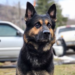 German Shepherd All Grown Up from Vom Lillibruke Strass German Shepherds