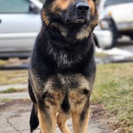 German Shepherd All Grown Up from Vom Lillibruke Strass German Shepherds