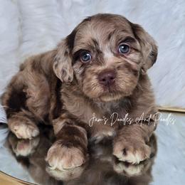 Candy - Brown merle female Aussiedoodle puppy in Cleveland, Georgia from Jam's Doodles And Poodles