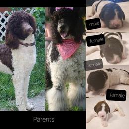 Goldendoodle Puppies from Lesia's Goldendoodles