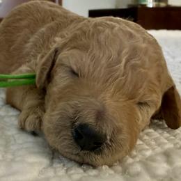 Miss Green Collar - Apricot female Poodle puppy in Screven, Georgia from Dreamland Standard Poodles