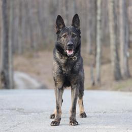 JAG - German Shepherd