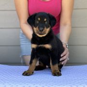 Girl 5 - Black and rust Beauceron puppy in Whittier, California from Trésor de Beauté Beaucerons