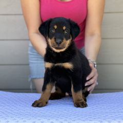 Girl 5 - Black and rust Beauceron puppy in Whittier, California from Trésor de Beauté Beaucerons