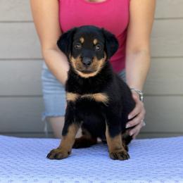 Girl 5 - Black and rust Beauceron puppy in Whittier, California from Trésor de Beauté Beaucerons
