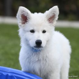 Berger Blanc Suisse Puppies from Absolute Dream White Swiss Shepherds