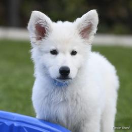 Berger Blanc Suisse Puppies from Absolute Dream White Swiss Shepherds