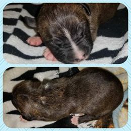 American Pit Bull Terrier Puppies from Kaotic APBTs